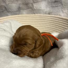 Bowser Jr. - Red  male Goldendoodle puppy in Dayton, Tennessee from MK Goldendoodles