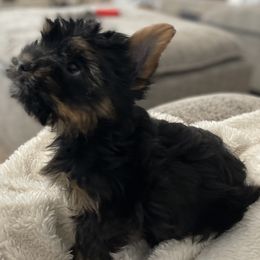 Yorkshire Terrier Puppies from Yorkie Fever