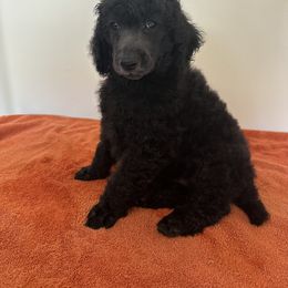 Poodle Puppies from Paddock's Purebred Poodles