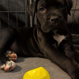 Purple collar - Black female Cane Corso puppy in Va Beach, Virginia from Guardian Corso's