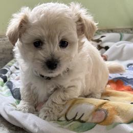 Pierre - Apricot male Maltipoo puppy in Colonial Beach, Virginia from BeachRidge Pups