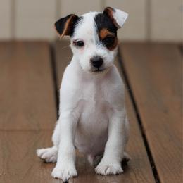 The GOAT - Tri-color male Jack Russell Terrier puppy in Yakima County, Washington from Saddle Rock Kennels