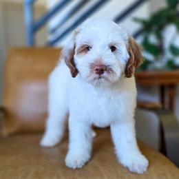 Tillman - Parti male Goldendoodle puppy in Moses Lake, Washington from Macy Meadows Doodles