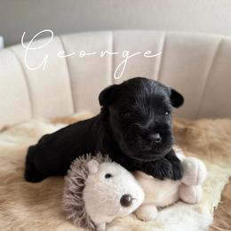 George AKC - Black male Miniature Schnauzer puppy in Victorville, California from West Coast Royal Miniature Schnauzer