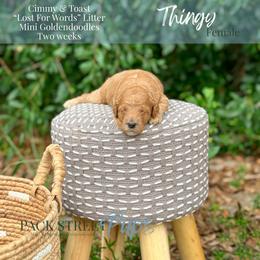 Thingy - Apricot female Goldendoodle puppy in Paxville, South Carolina from Pack Street Pups
