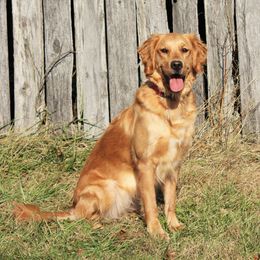Nessie - Golden Retriever