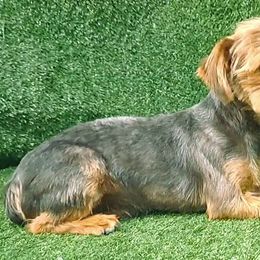 Jasper - Yorkshire Terrier