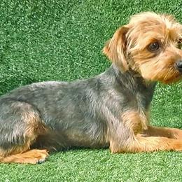 Jasper - Yorkshire Terrier
