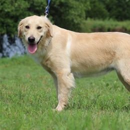 Puff - Golden Retriever