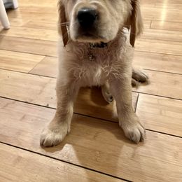 Golden Retriever Puppies from Renko Kennel
