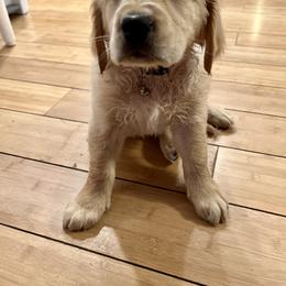 Golden Retriever Puppies from Renko Kennel