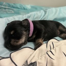 Miniature Schnauzers from Liv’s Schnauzers