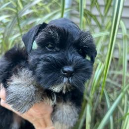 Mystic - Black and silver female Miniature Schnauzer puppy in Grayson, Kentucky from Seventh Heaven Schnauzers