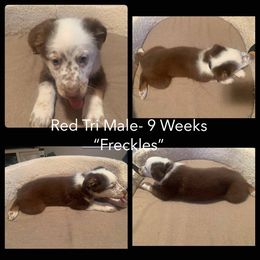 Australian Shepherd Puppies from Virginia Australian Shepherds