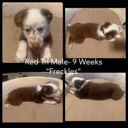 Australian Shepherd Puppies from Virginia Australian Shepherds