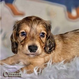 Cumin - Cream male Dachshund puppy in Cave Junction, Oregon from Rockindachs
