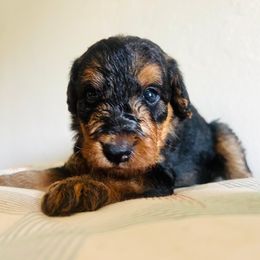 Boy 1 - male Airedale Terrier puppy in Elkins Park, Pennsylvania from Bighen Airedales