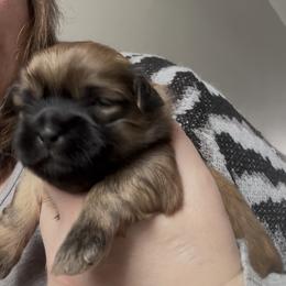 Gio - Black and tan male Shih Tzu puppy in Oregon, Ohio from Gogol Family Shih Tzus