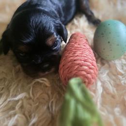 Buttercup - Black and tan male Cavalier King Charles Spaniel puppy in Springfield, Missouri from Caney Mountain Cavaliers LLC