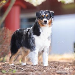 Siren - Australian Shepherd