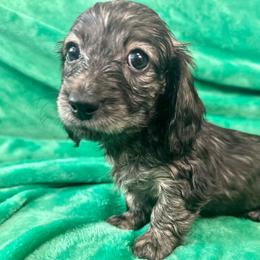 Watermelon - Brindle female Dachshund puppy in Memphis, Tennessee from River City Doxies