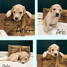 Goldendoodle Puppies from Cruella’s Doodles