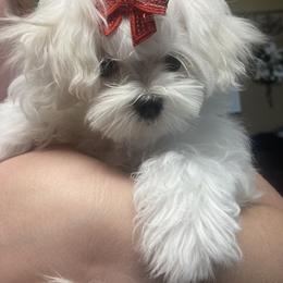 Jasmine - Maltese