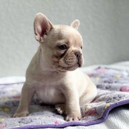 King George - White male French Bulldog puppy in Conroe, Texas from Haynes French Bulldogs