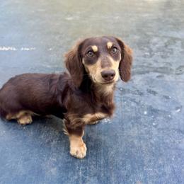 Beau (Guardian Home) - Chocolate and cream male Dachshund puppy in Cherry Valley, California from Sugar and Spice Dachshunds