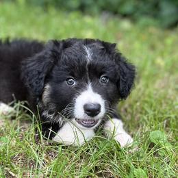 Ozzy-fluffy - Black and white male Cardigan Welsh Corgi puppy in Hope, Arkansas from Foxy Knoll Farm
