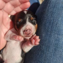Rollo - Piebald male Dachshund puppy in Cedarcreek, Missouri from Cedarcreek Dachshunds