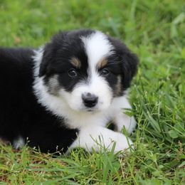 Miniature Australian Shepherds from Mountain Springs’ Aussies