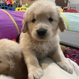 Boy 4 - Golden Retriever puppy in Newport, Pennsylvania from Liberty Golden Retrievers