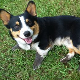 Pembroke Welsh Corgi All Grown Up from XOXO Corgis