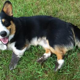 Pembroke Welsh Corgi All Grown Up from XOXO Corgis