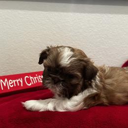 Princess - Shih Tzu puppy in Oxnard, California from California Shih Tzu