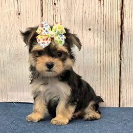 Dolly - Black & tan tri-color female Morkie puppy in Monticello, Iowa from Ashley’s Puppies