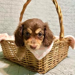 Dottie - 3000- Pet Only - Chocolate and cream female Dachshund puppy in Biloxi, Mississippi from Southern Doxies Ms