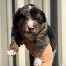 Australian Cattle Dog, Australian Shepherd, Companion Cross, and Miniature Australian Shepherd Puppies from MK Aussies