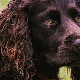Boykin Spaniels from Bosque River Boykins