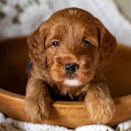 Crew - Red  male Goldendoodle puppy in Apopka, Florida from The Classic Doodle