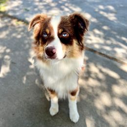 Red - Red merle male Miniature Australian Shepherd puppy in Dayton, Washington from Rafter 22 Aussies