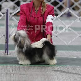 Havanese Puppies from SunWyst Havanese