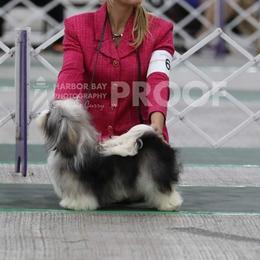 Havanese Puppies from SunWyst Havanese