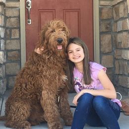 Darvey - Goldendoodle