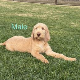 Wirehaired Vizsla Puppies from AcornnAcres Wirehaired Vizslas