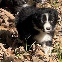 Bonnie - Black and white female Border Collie puppy in Paris, Texas from Broadmoor Farm