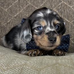 Chucky - Dapple male Dachshund puppy in Tulare, California from Dreamy Creamies