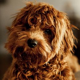 Cavalier King Charles Spaniels and Cavapoos from Rocky Top Cavapoos