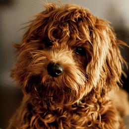 Cavalier King Charles Spaniels and Cavapoos from Rocky Top Cavapoos